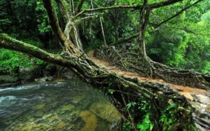 Living Root Bridges