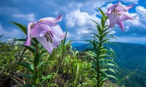 Shirui Lily Festival