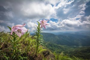 Shirui Lily At Ukhrul