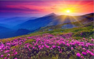 Valley Of Flowers Yumthang