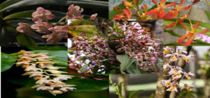 Khonghampat Orchidarium